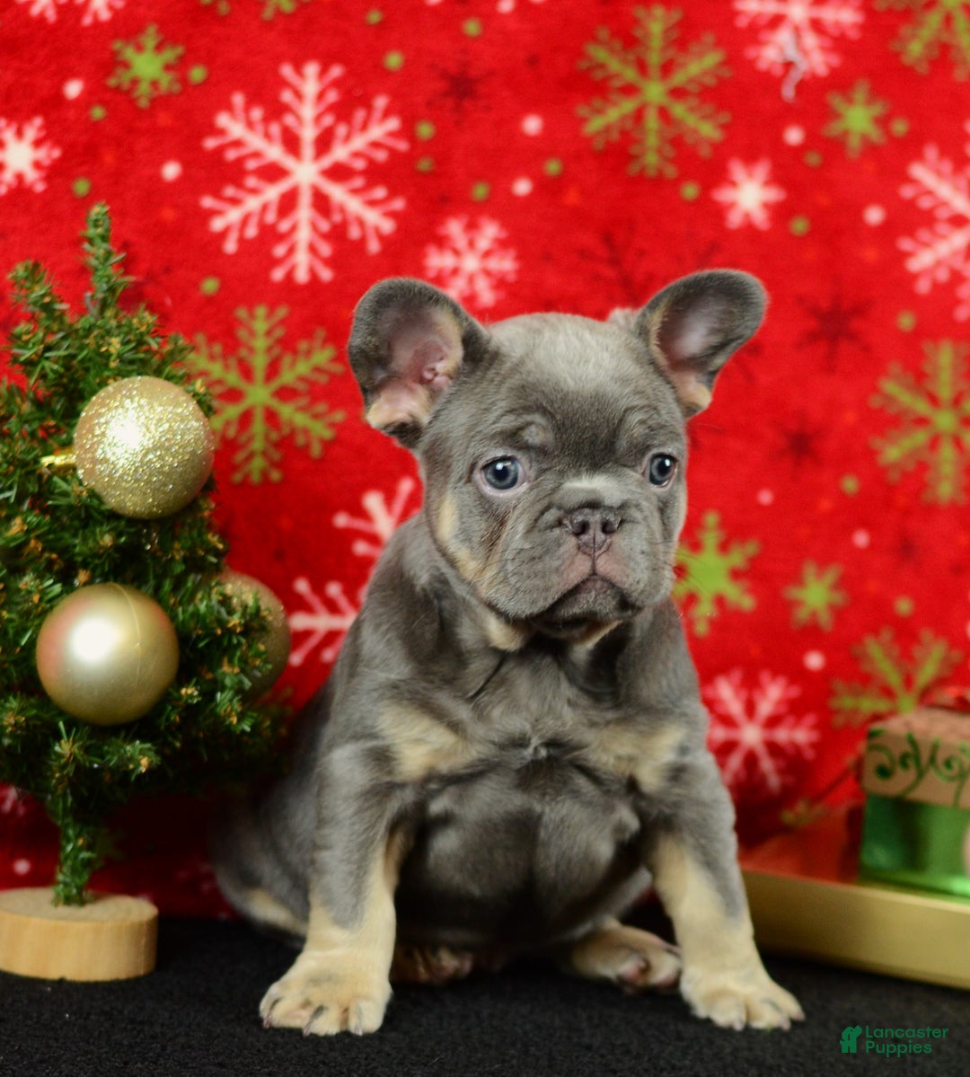 French Bulldog dogs for sale: Rocky - Ad 1