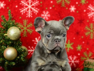 French Bulldog dogs Rocky - Ad 20