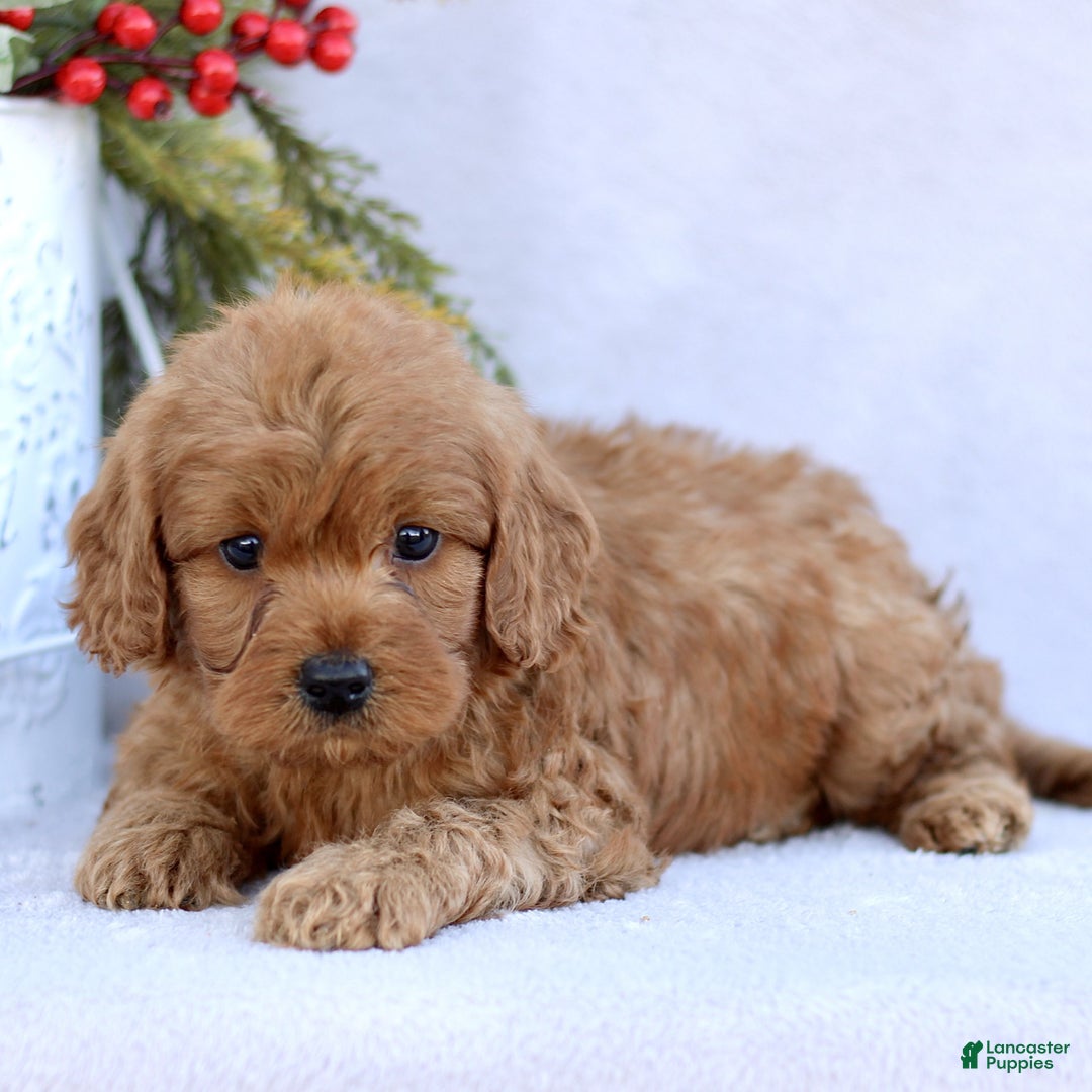 Mini Goldendoodle dogs for sale: Luca  - Ad 2