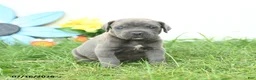 Cane Corso dogs for sale: Rosie - Ad 3