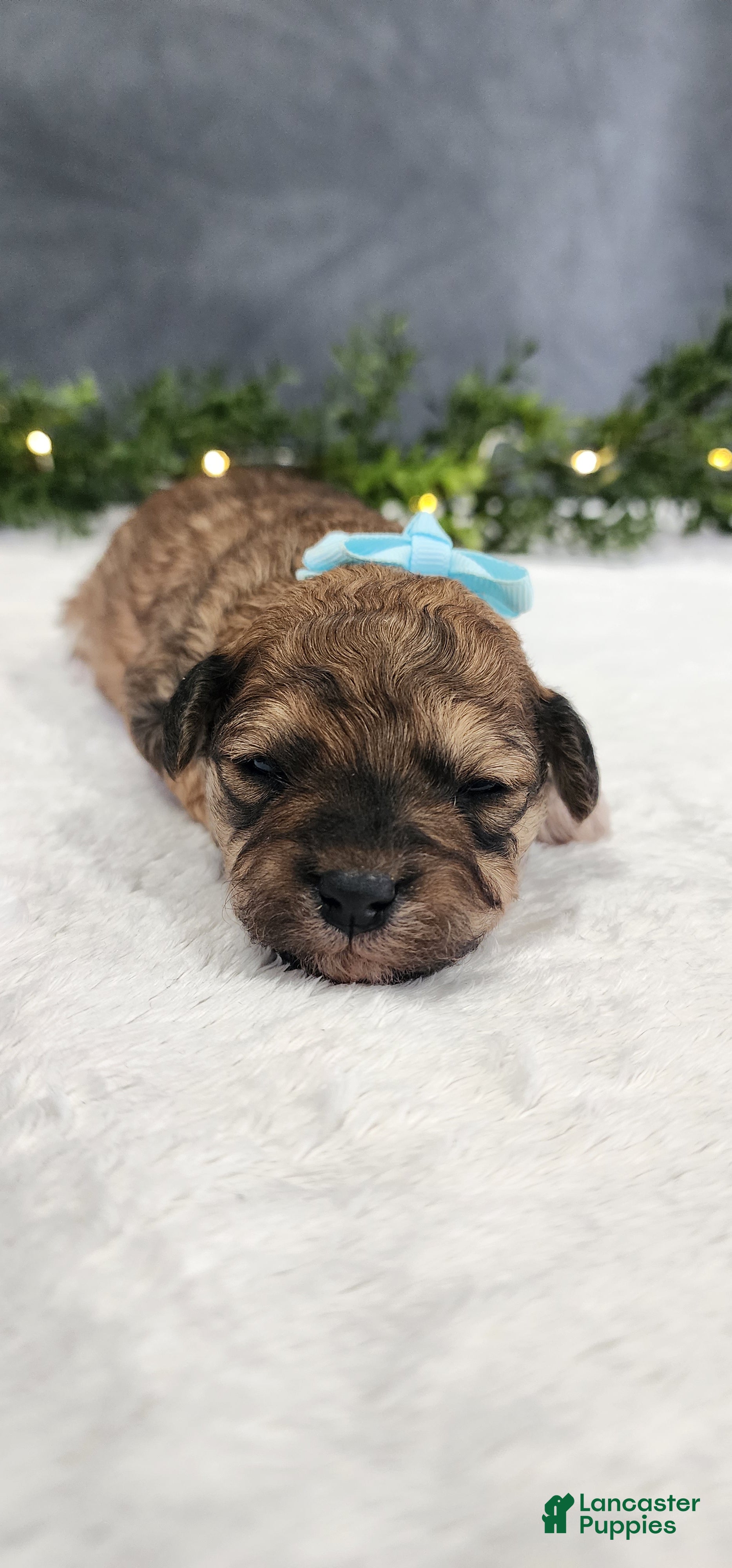 Miniature Poodle dogs Oliver - Ad 1