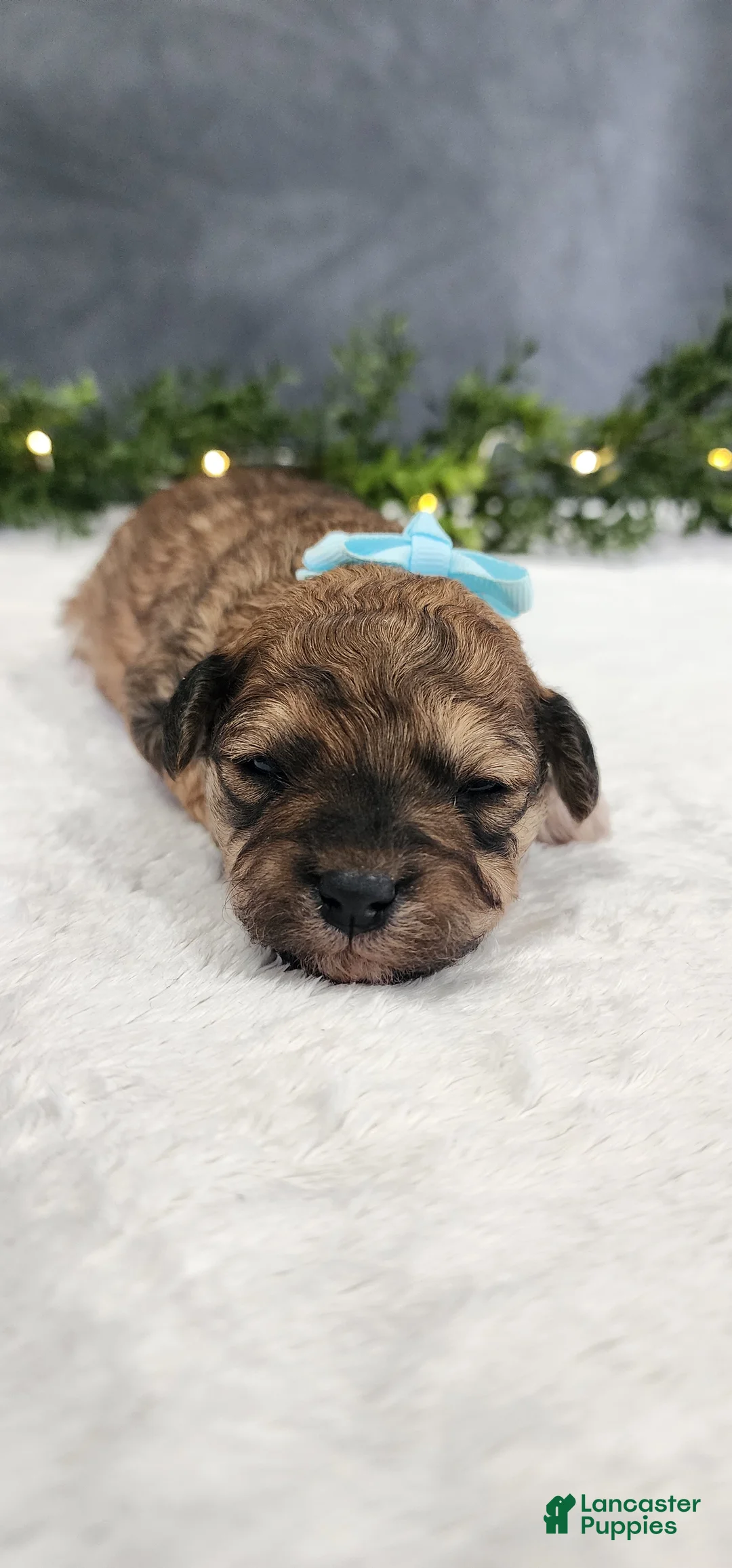 Miniature Poodle dogs for sale: Oliver - Ad 1