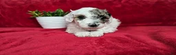 Mini Goldendoodle dogs for sale: Sage - Ad 18