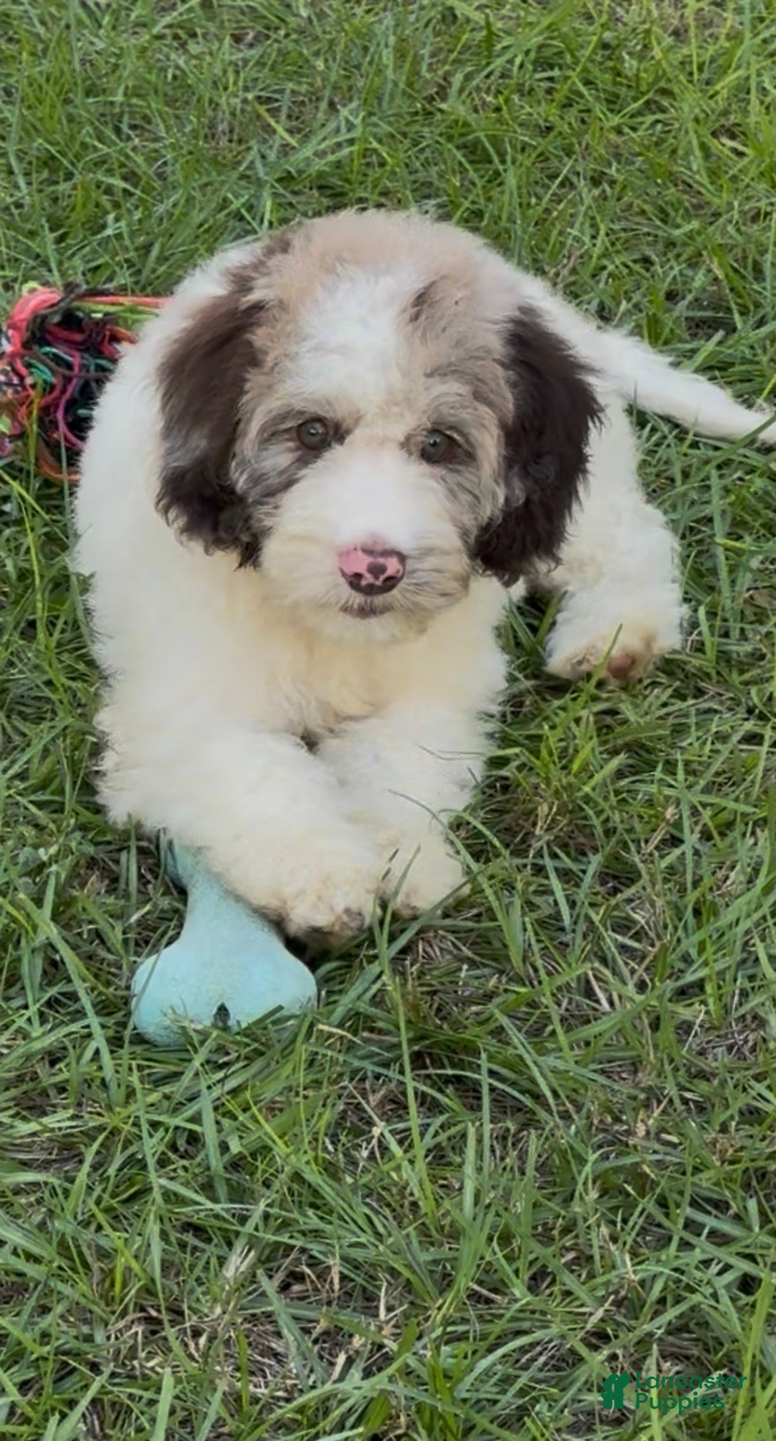 Cockapoo dogs for sale: Hazel - Ad 1