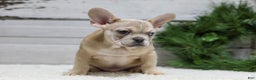 French Bulldog dogs for sale: Chase - Ad 9