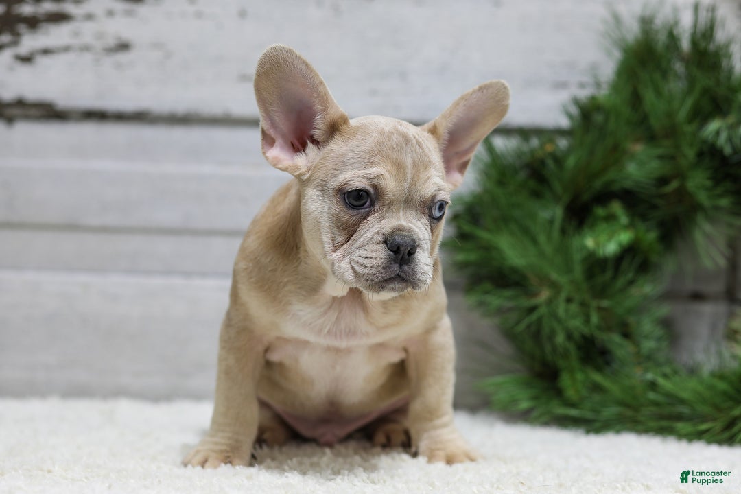 French Bulldog dogs for sale: Chase - Ad 9