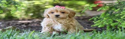 Maltipoo dogs for sale: Amelia - Ad 4