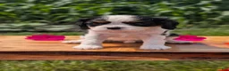 Cavalier King Charles Spaniel dogs for sale: Iris - Ad 11
