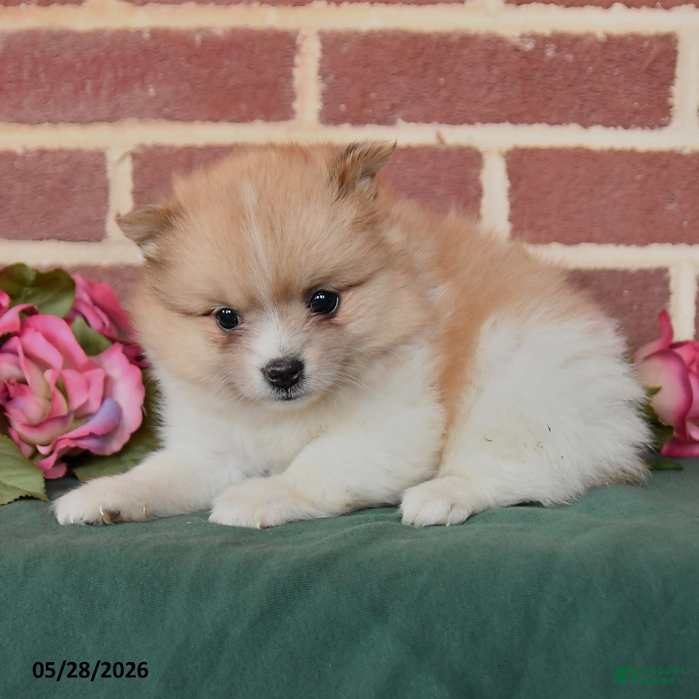 Pomeranian dogs Izzy - Ad 2