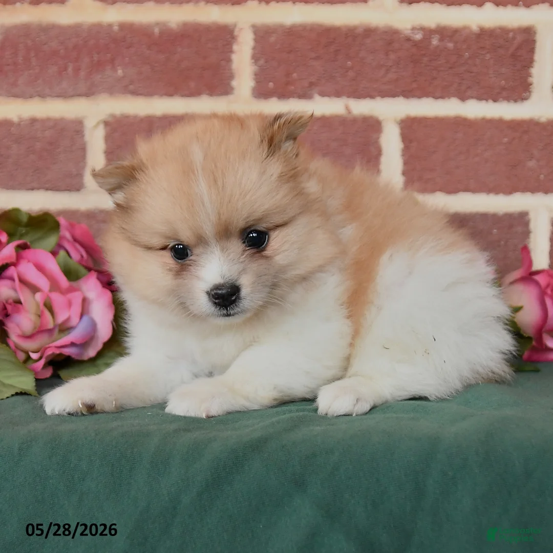 Pomeranian dogs for sale: Izzy - Ad 2