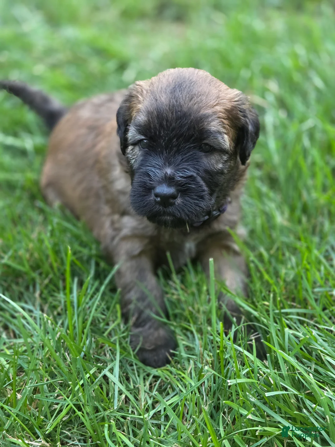 Soft Coated Wheaten Terrier dogs for sale: Snickers - Ad 2