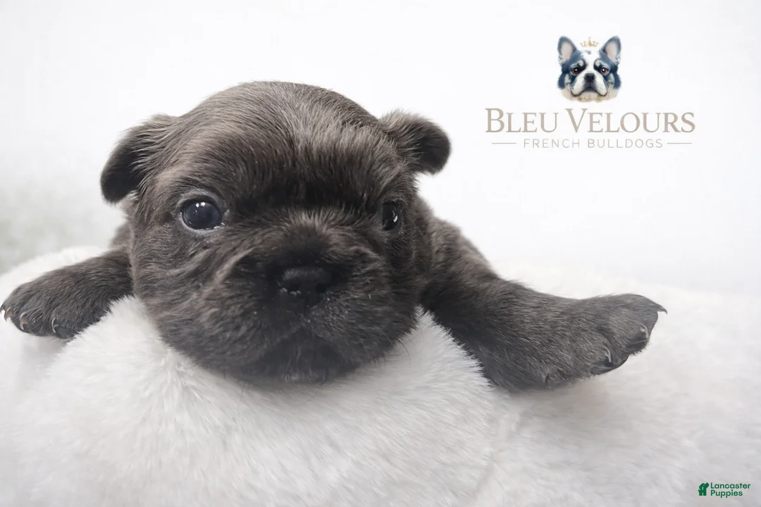 French Bulldog dogs for sale: Chewy - Ad 1