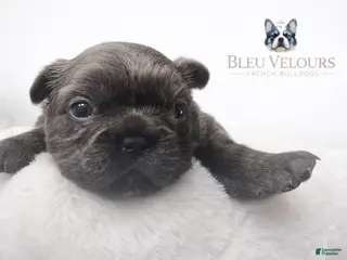 French Bulldog dogs Chewy - Ad 28