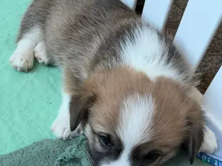 Welsh Corgi Pembroke dogs Corgi, green - Ad 8