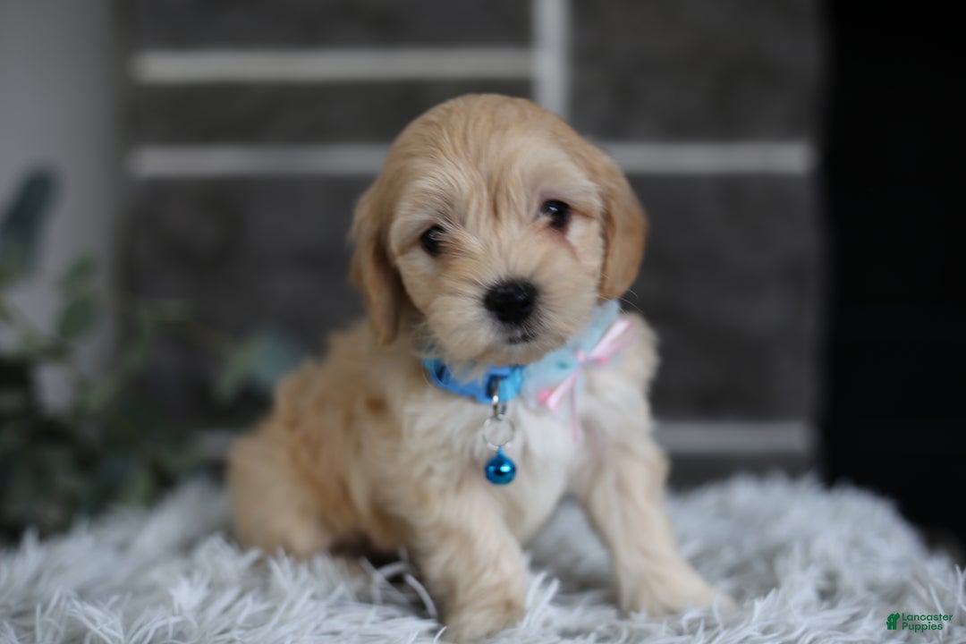 Maltipoo dogs for sale: Millie - Ad 6