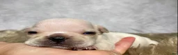 Frenchton dogs for sale: Mr. Max  - Ad 10