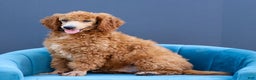 Standard Poodle dogs for sale: Ronnie - Ad 8