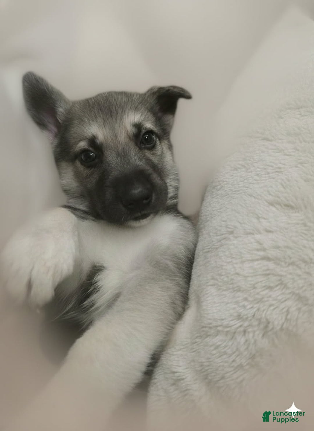 Gerberian Shepsky dogs for sale: Beast  - Ad 2