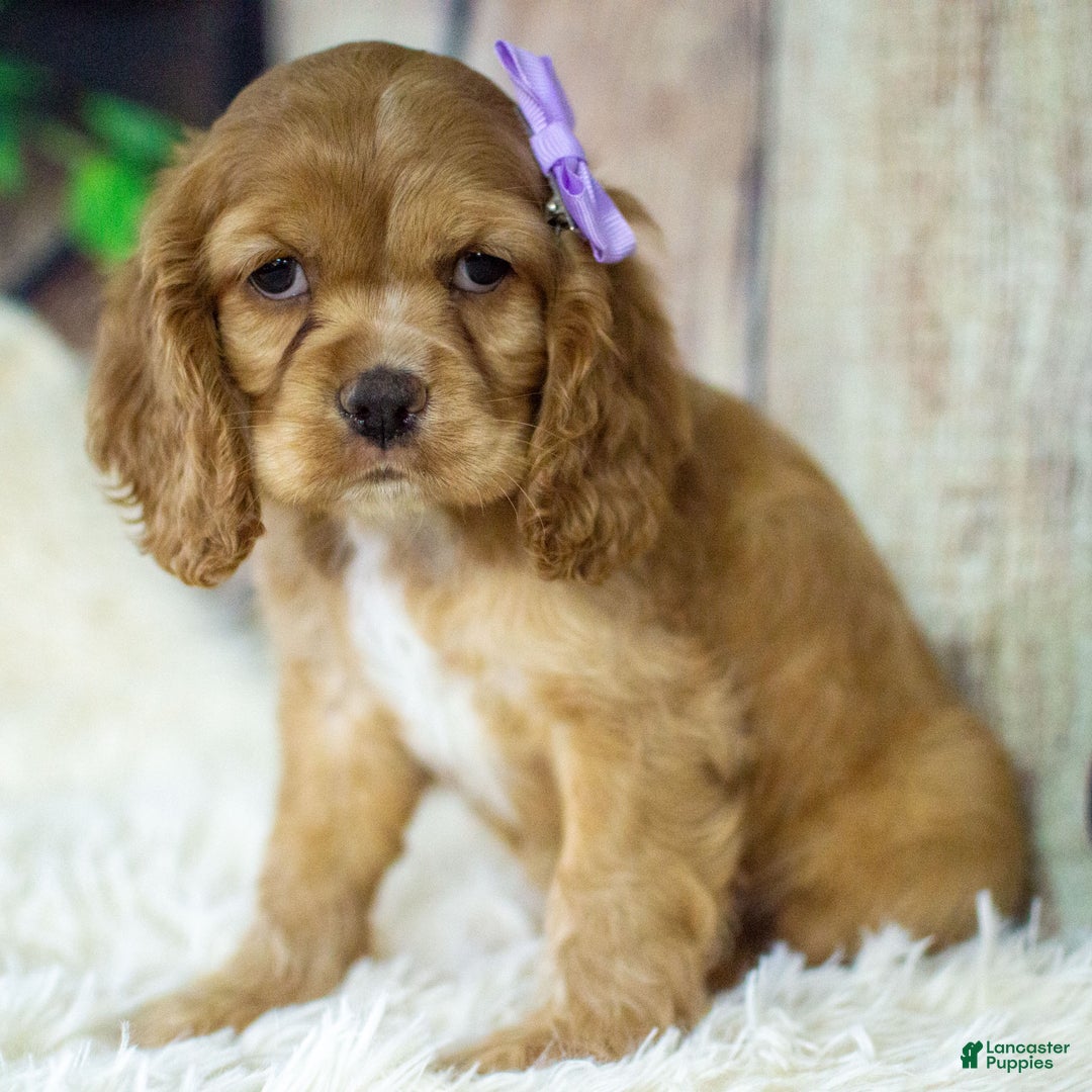 Cocker Spaniel dogs for sale: Paris - Ad 1