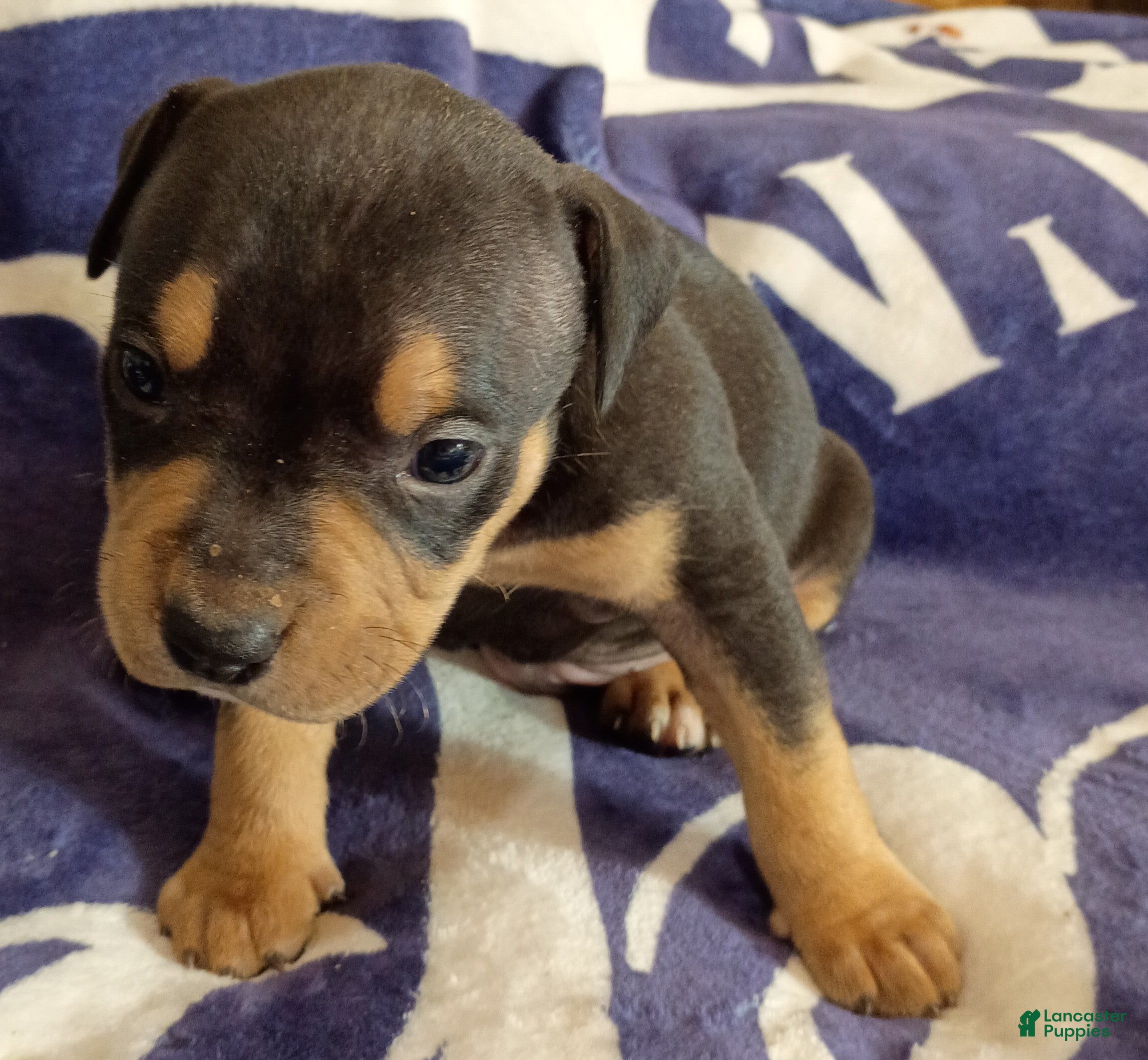 American Bully dogs Black Tri male - Ad 2