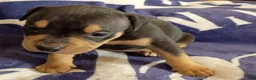 American Bully dogs for sale: Black Tri male - Ad 2