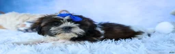Shih Tzu dogs for sale: RANDY - Ad 13