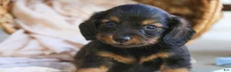 Miniature Dachshund dogs for sale: Eddie Miniature Dachshund  - Ad 6