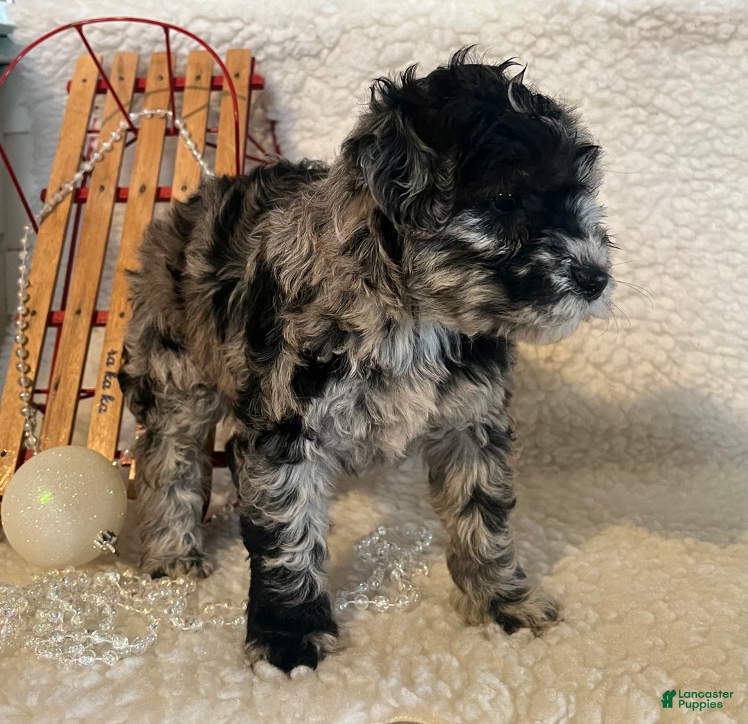 Whoodle dogs for sale: Ginger  - Ad 3