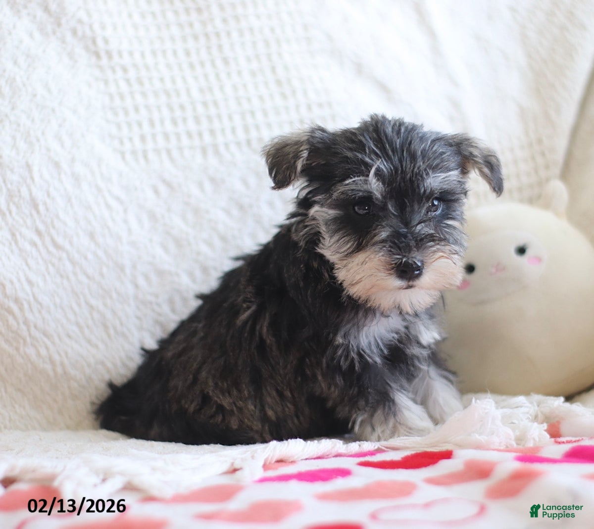 Miniature Schnauzer dogs Shelly Special Needs - Ad 2