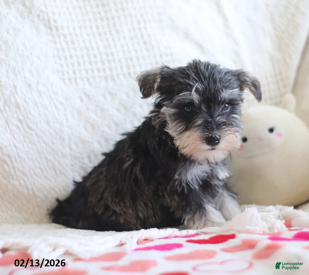 Miniature Schnauzer dogs for sale: Shelly Special Needs - Ad 2