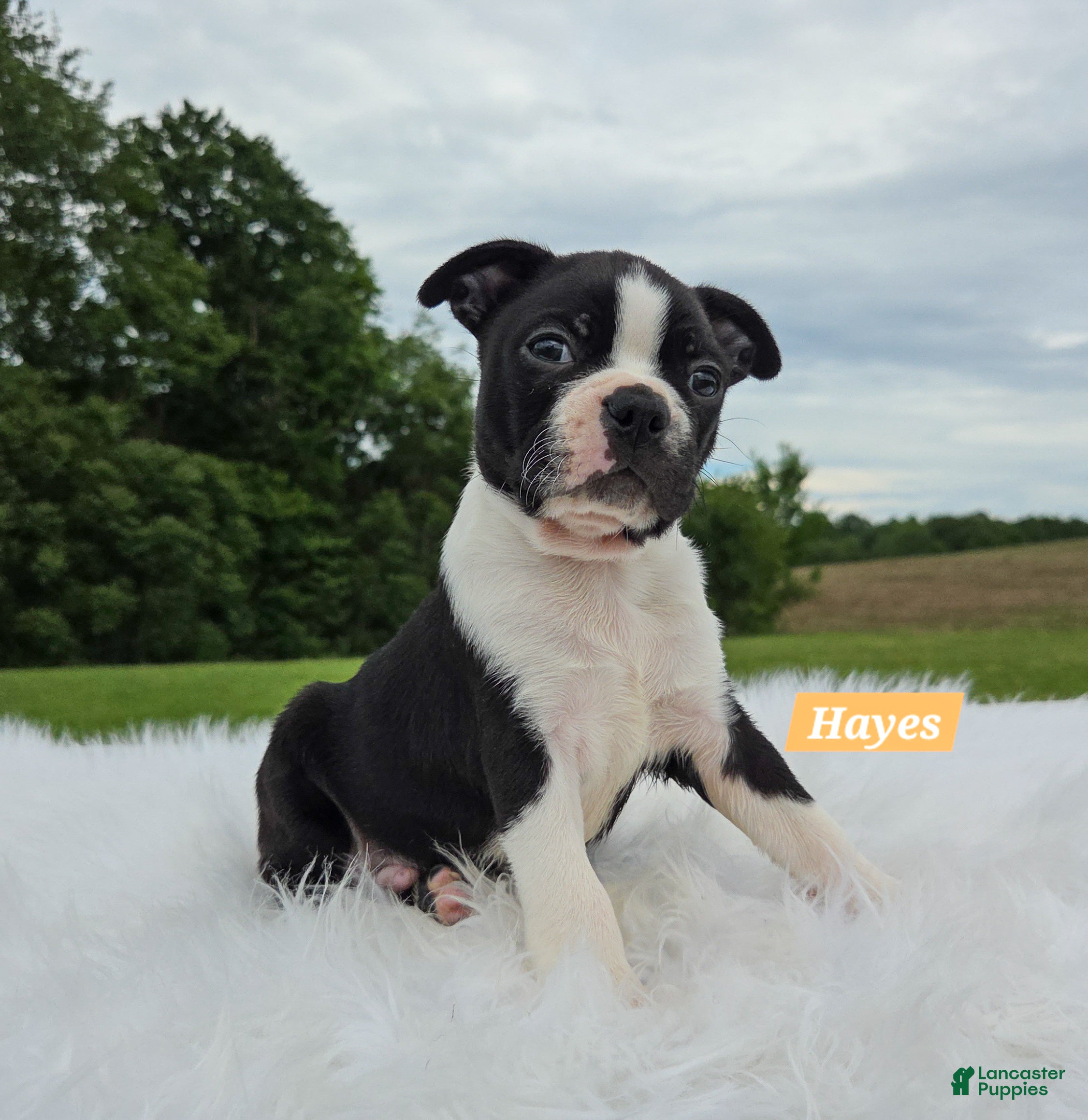 Boston Terrier dogs Hayes - Ad 2