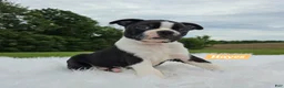 Boston Terrier dogs for sale: Hayes - Ad 2