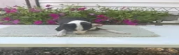 Mixed Breed dogs for sale: Mixed Breed 2 Marrisa - Ad 4