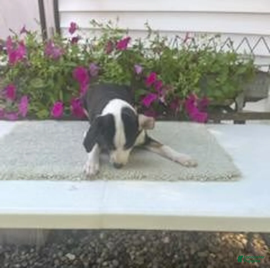 Mixed Breed dogs for sale: Mixed Breed 2 Marrisa - Ad 4