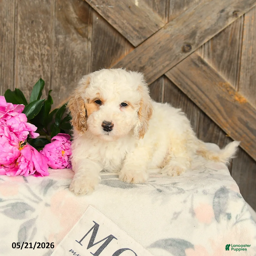 Mini Goldendoodle dogs for sale: Julia - Ad 3