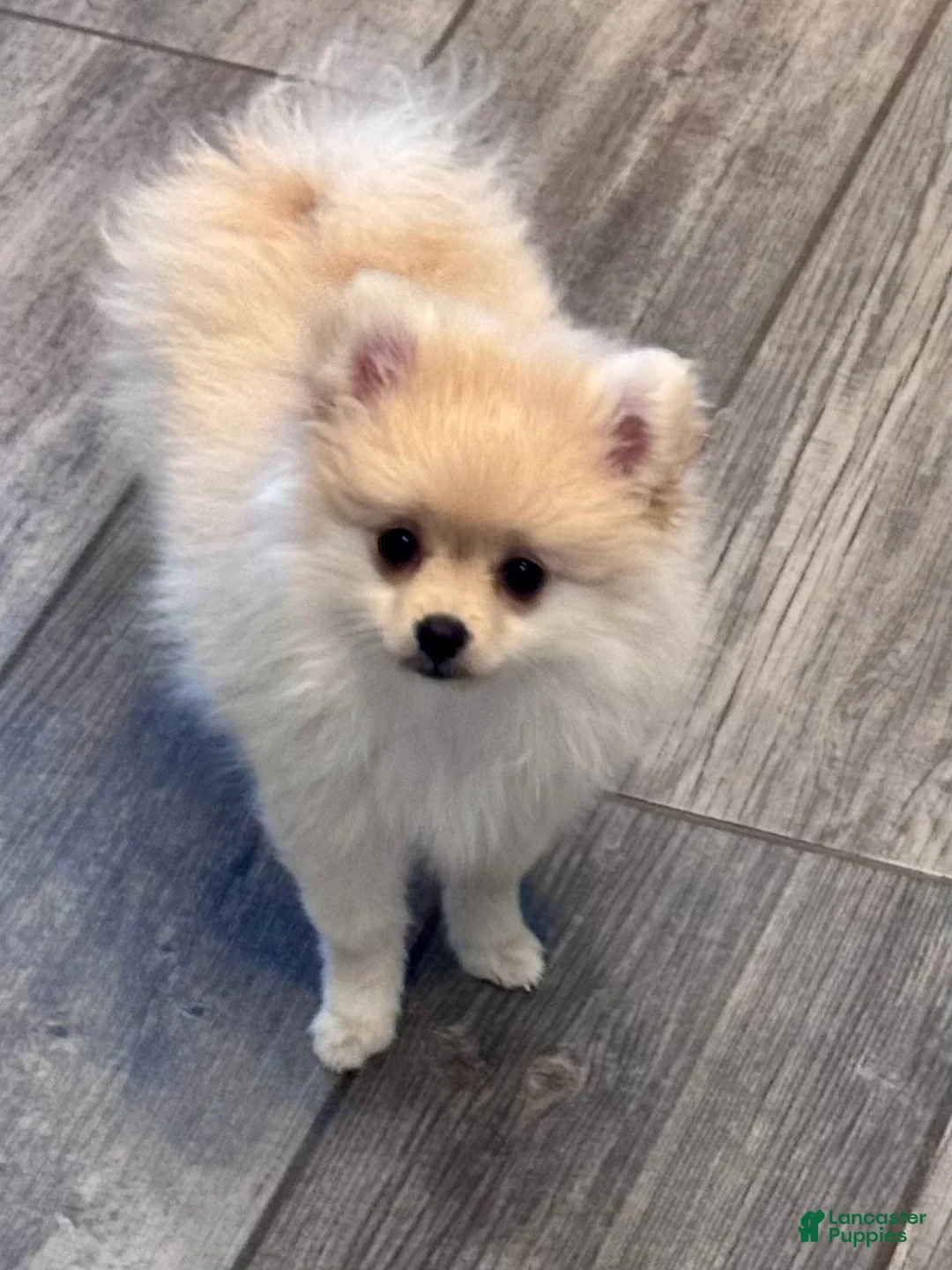 Pomeranian dogs for sale: Caramel - Ad 1