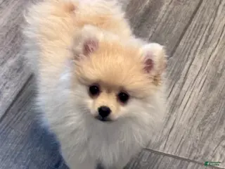 Pomeranian dogs for sale: Caramel - Ad 2