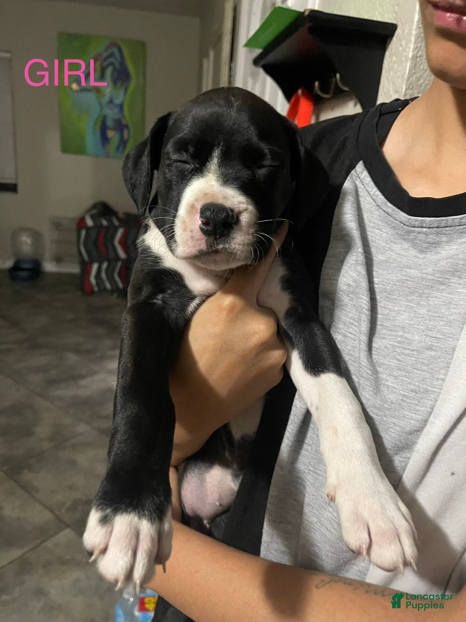 Mixed Breed dogs for sale: Mixed Breed 6 - Ad 20