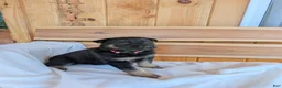 German Shepherd dogs for sale: ♥️SWEET RUBY♥️ - Ad 14