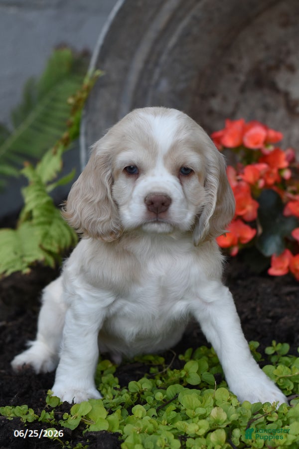 Cocker Spaniel dogs Jessie - Ad 1