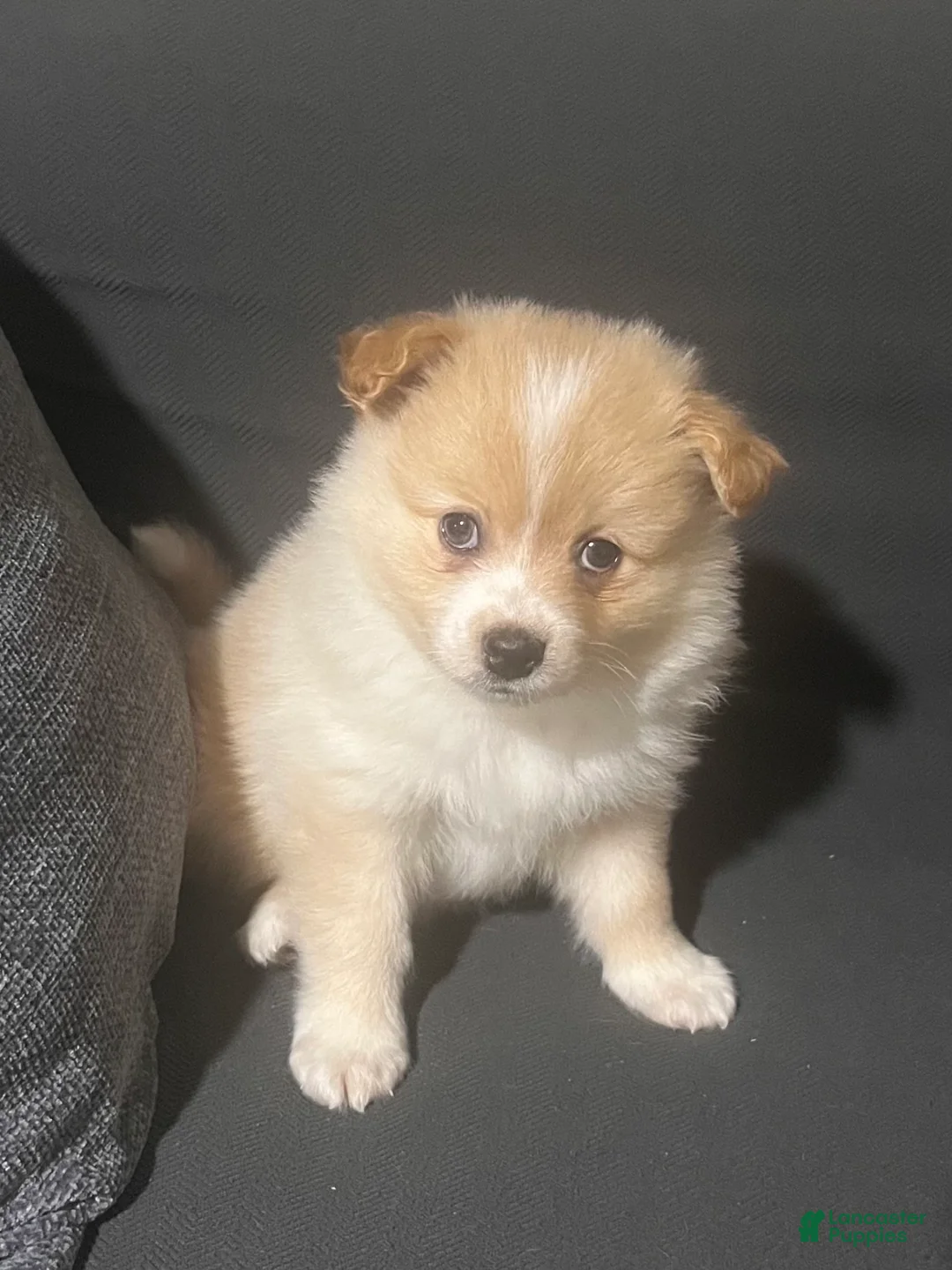 Pomeranian dogs for sale: Pomeranian Puppy 6 - Ad 1