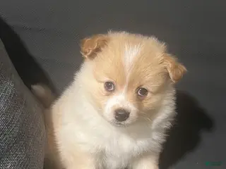 Pomeranian dogs Pomeranian Puppy 6 - Ad 13