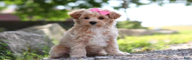 Peanut