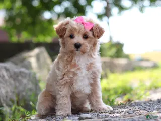 Maltipoo dogs for sale: Peanut - Ad 1