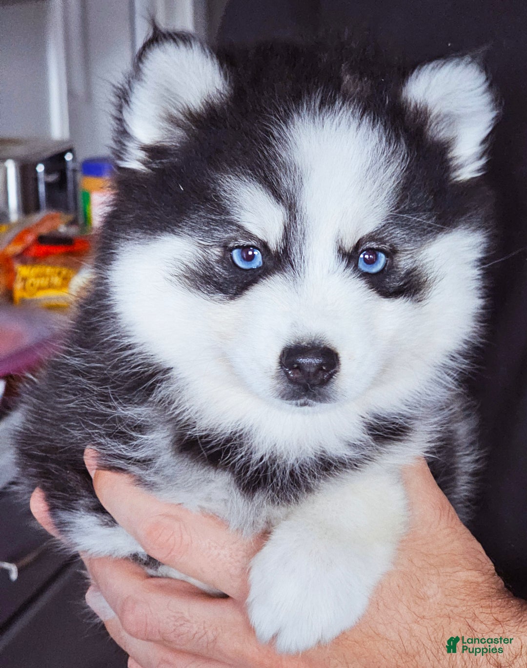 Pomsky dogs for sale: William - Ad 3