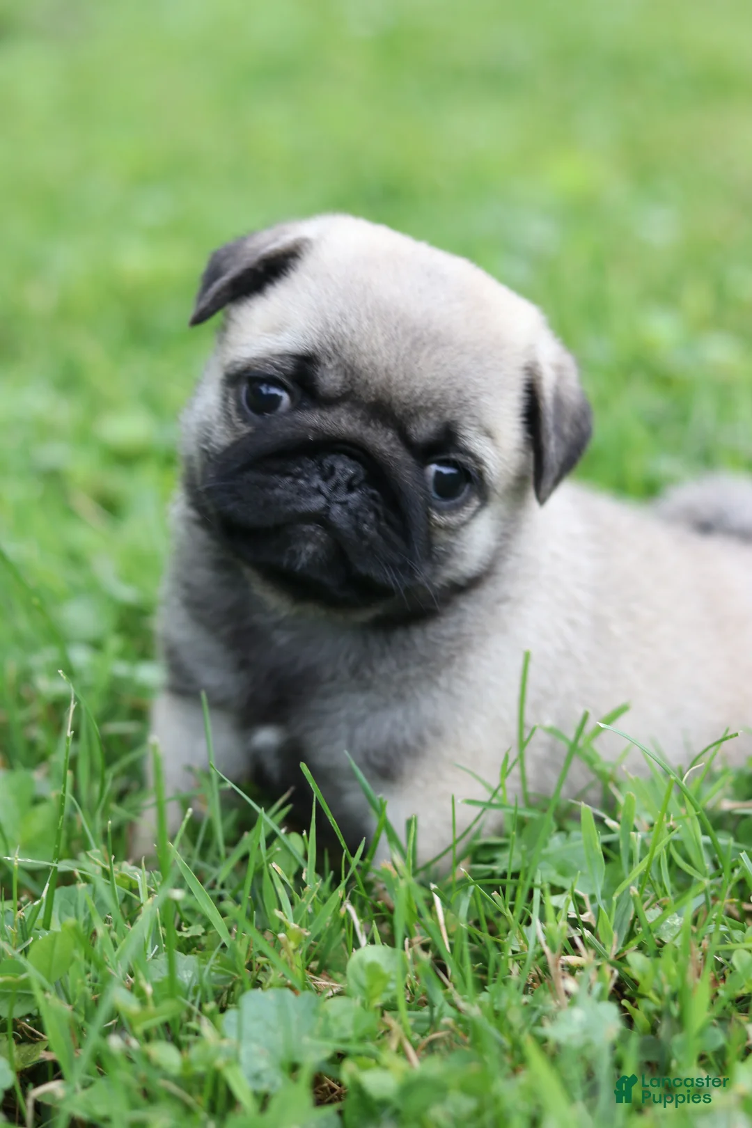 Pug dogs for sale: Champion Polly - Ad 1