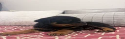 Rottweiler dogs for sale: Red collar boy - Ad 3