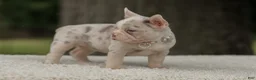 French Bulldog dogs for sale: Dora - Ad 7