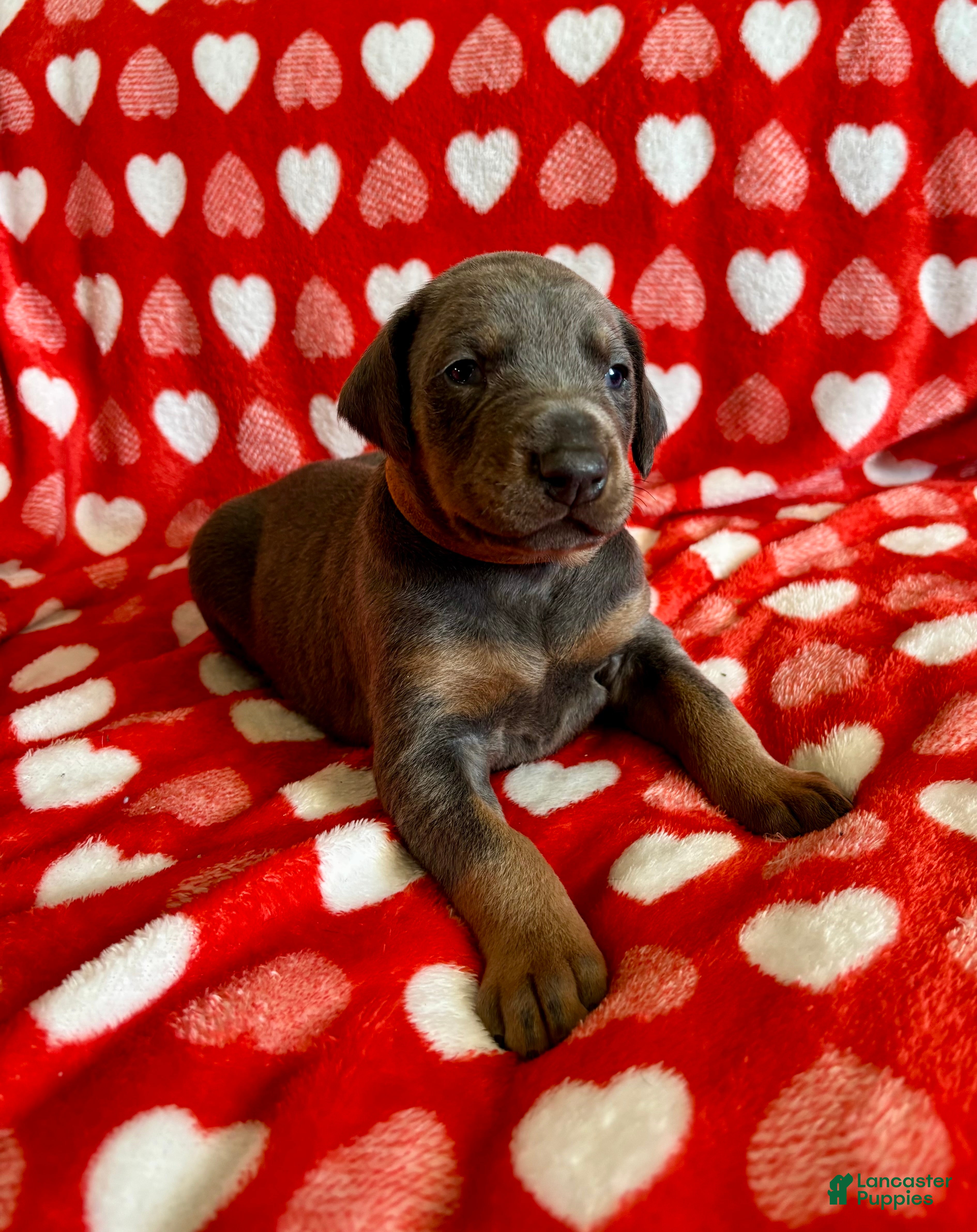 Doberman Pinscher dogs Cupid health tested parents - Ad 8