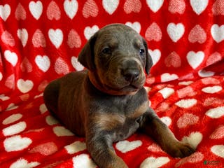 Doberman Pinscher dogs Cupid health tested parents - Ad 8